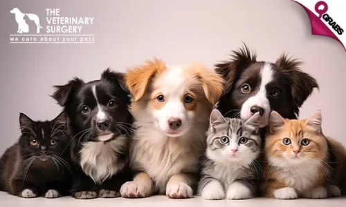 Grooming Services for Dogs & Cats!